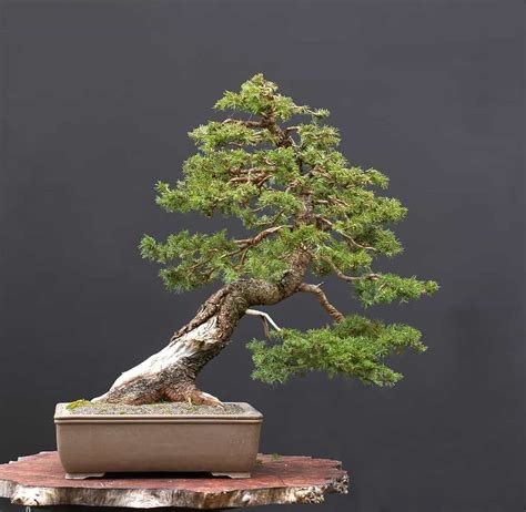 norway spruce bonsai